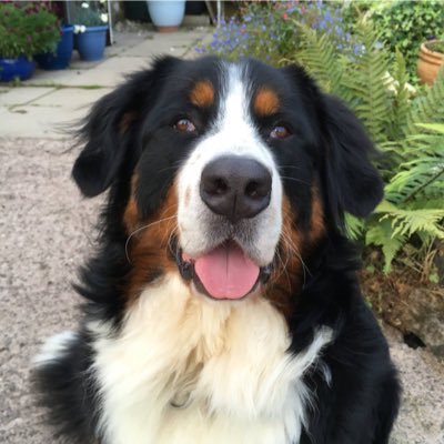 Chris Marchant - Twitter Profile Picture of Chris Marchant (@Chrismarchant11) on Twitter