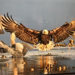 Profile Picture of Ammar Aljenahi (@ammaraljenahi) on Instagram