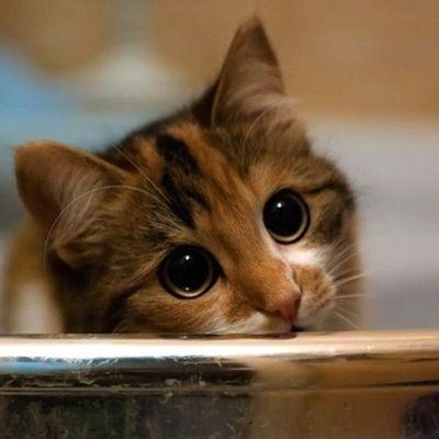 Profile Picture of Sherry Lafferty (@SherryLafferty1) on Twitter