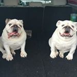 Profile Picture of Steve Whalen (@steevwhalen) on Instagram