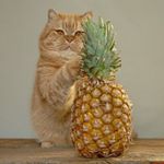 Profile Picture of Jo Valentine (@pineapplepoke) on Instagram