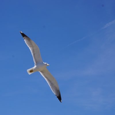 Profile Picture of Kuan Zhang (@kzhangk) on Twitter