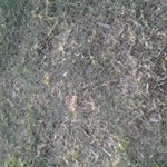 Profile Picture of bushman bob (@bushmanbob248) on Instagram