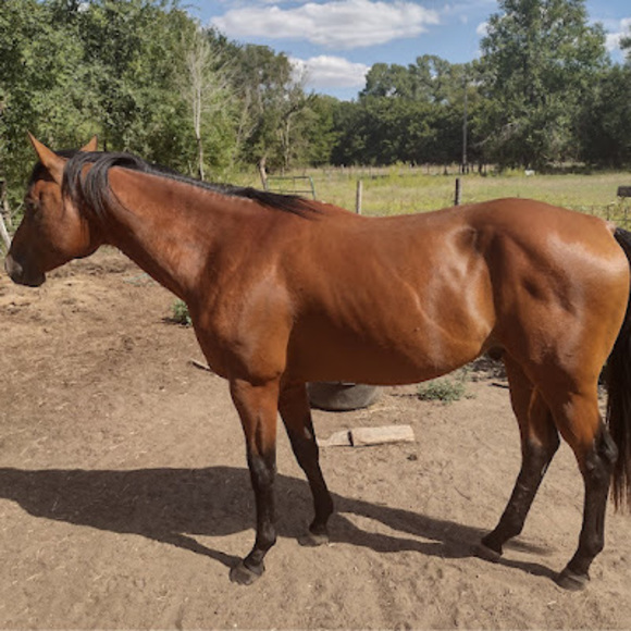 Profile Picture of De Ramonda (@kshockeymom19) on Poshmark