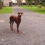 Profile Picture of Steve Henkel (@heinz_henkel) on Instagram