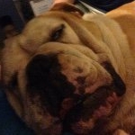 Profile Picture of Blake Priestley (@blakeyp14) on Instagram