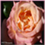 Profile Picture of Amanda_hughes0517 (@amanda_hughes0517) on Flickr