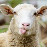 Profile Picture of Bobbie Lamb (@bobbielamb1) on Instagram