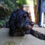 Profile Picture of Ed Nicholson (@ed_nicholson1) on Instagram