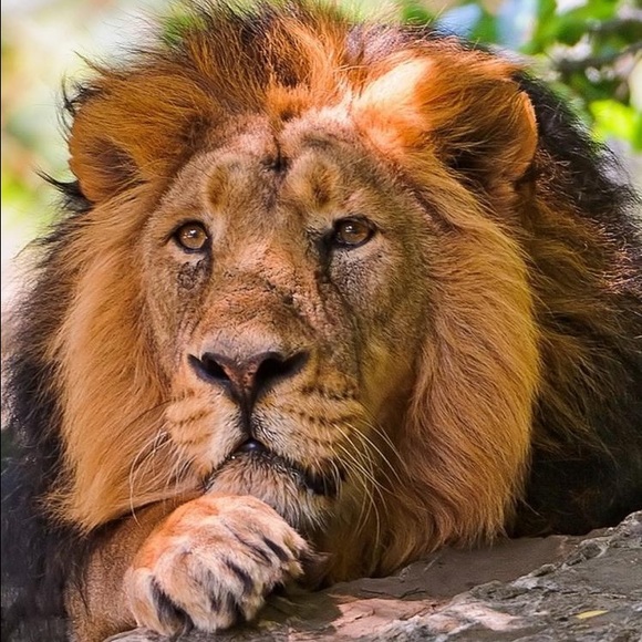 Profile Picture of Angela Sperling (@bruser111) on Poshmark