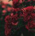 Profile Picture of Mahasin Abdulla (@mahasin.abdulla) on Facebook