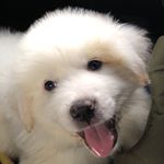 Profile Picture of Collin Quigley (@tundrathegreatfluff) on Instagram