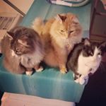 Profile Picture of Dawn of the Cats (@rockstackengrl) on Instagram