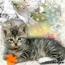 Profile Picture of Damiane Vachon (@KyleBuckler) on Twitter