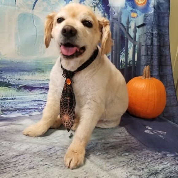 Profile Picture of Debra Poole (@debrarhodes55) on Poshmark