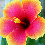 Profile Picture of Joyce Rissmeyer (@jamere r) on Flickr