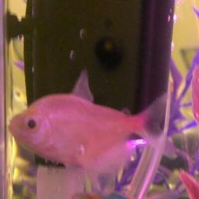 Profile Picture of Chelsea Pink (@ChelseaTheFish) on Twitter