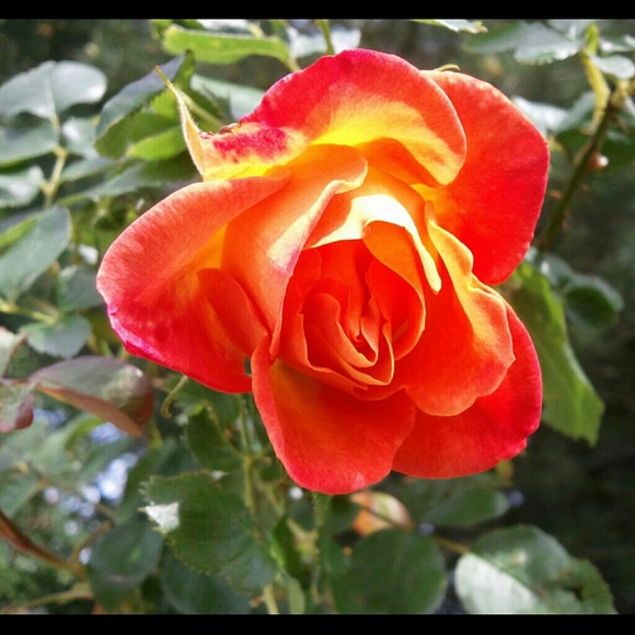 Profile Picture of Lisa Adiletto (@laa23) on Poshmark