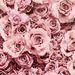Profile Picture of Amy Strawbridge (@amystrawbridge) on Pinterest