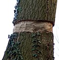 Profile Picture of Girdlingon Wikipedia