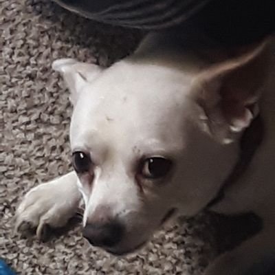 Profile Picture of Tyler Hatcher (@TylerHa79347062) on Twitter