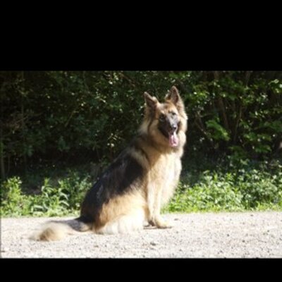 Profile Picture of Steve Boniface (@snapper61) on Twitter