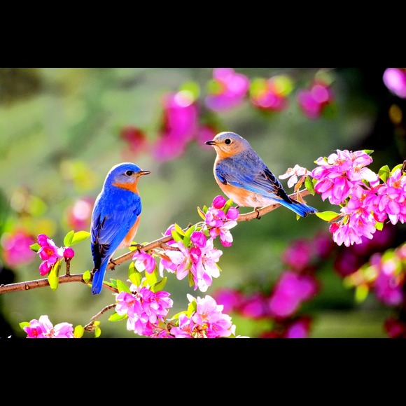 Profile Picture of Maisee Xiong (@maiseexiong12) on Poshmark