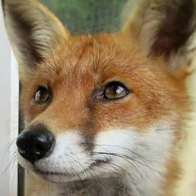 Jon Crumley - Twitter Profile Picture of Jon Crumley (@ToshiroHayate) on Twitter