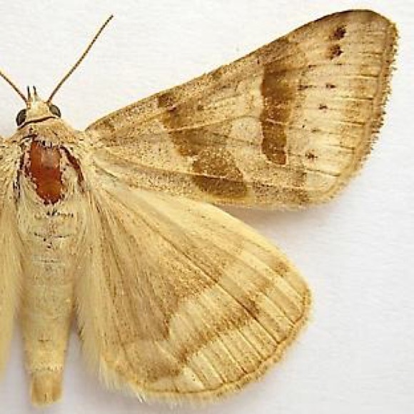 Profile Picture of Bailey Bunick (@btbailey) on Poshmark