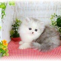 Profile Picture of Lorenzo Robinson (@lorenzo-robinson-5) on Quora