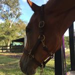 Profile Picture of Amanda Selk (@amandamselk) on Instagram