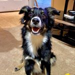 Profile Picture of John Wyatt (@wyatttheminiaussie) on Instagram