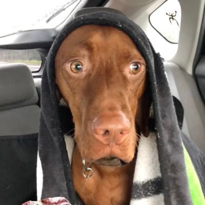Profile Picture of Tickle Me Homo (@AndrewN29722930) on Twitter