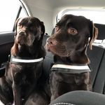 Profile Picture of Bailey & Barnaby Bullimore (@baileybarnaby) on Instagram