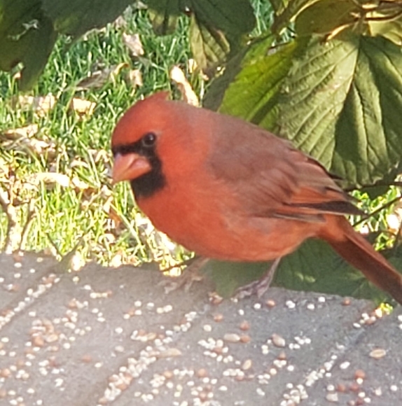 Profile Picture of Coleen Sullivan (@colsullivan1027) on Poshmark