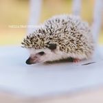 Profile Picture of Donovan Herbert Sparklez (@donovanthehedgie) on Instagram