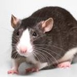 Profile Picture of Andrew Rattan (@andrewrattan) on Instagram