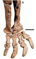 Rhoetosaurus - Wikipedia Profile Picture of Rhoetosauruson Wikipedia