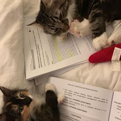 Profile Picture of Liberty (@Andy4dino) on Twitter