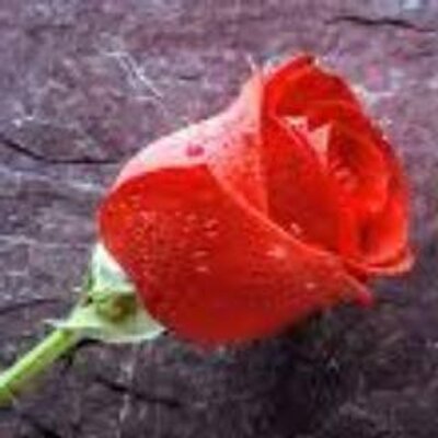 Profile Picture of Rosa Nuñez Vidal (@RosaLaValiente) on Twitter