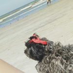 Profile Picture of Sophia ayres rodrigues lima (@peluda.br) on Instagram