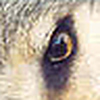 Profile Picture of guepardo lento (@guepardo lento) on Flickr