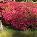 Profile Picture of Joann Larson (@joannlarson3213) on Instagram