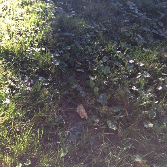 Profile Picture of Lauren Wojciechowicz (@ldubs25) on Poshmark