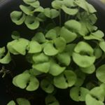 Profile Picture of Alison’s Basil Plant (: (@alisonsbasilplant) on Instagram