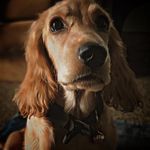 Profile Picture of ❤️‍🔥Casey ❤️‍🔥 (@casey_cocker_spaniel_) on Instagram