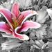 Profile Picture of Stephanie Kell Plummer (@plummer19) on Pinterest