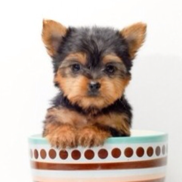 Profile Picture of Joey Austin (@theworld776) on Poshmark