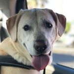 Bailey Holmes - Instagram Profile Picture of Bailey Holmes (@therealbaileyholmes) on Instagram