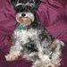 Profile Picture of Marie-Claude Blais (@delavalperche) on Pinterest